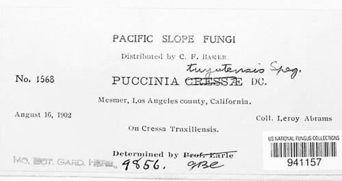 Puccinia tuyutensis image